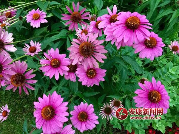 �������_�Ҹ���