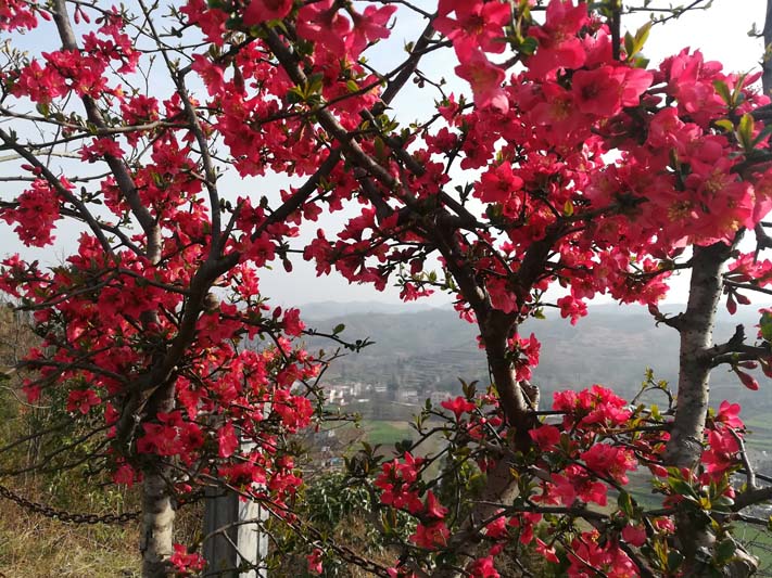 �������@  �Ҽt���G